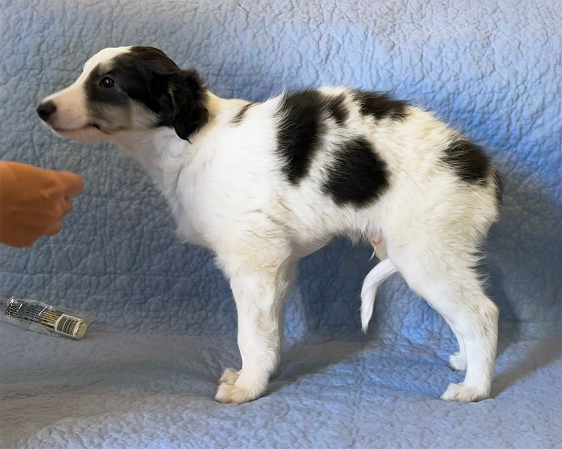 6 weeks - Vivace left